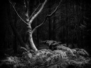 Phil Harbord - Silver Birch